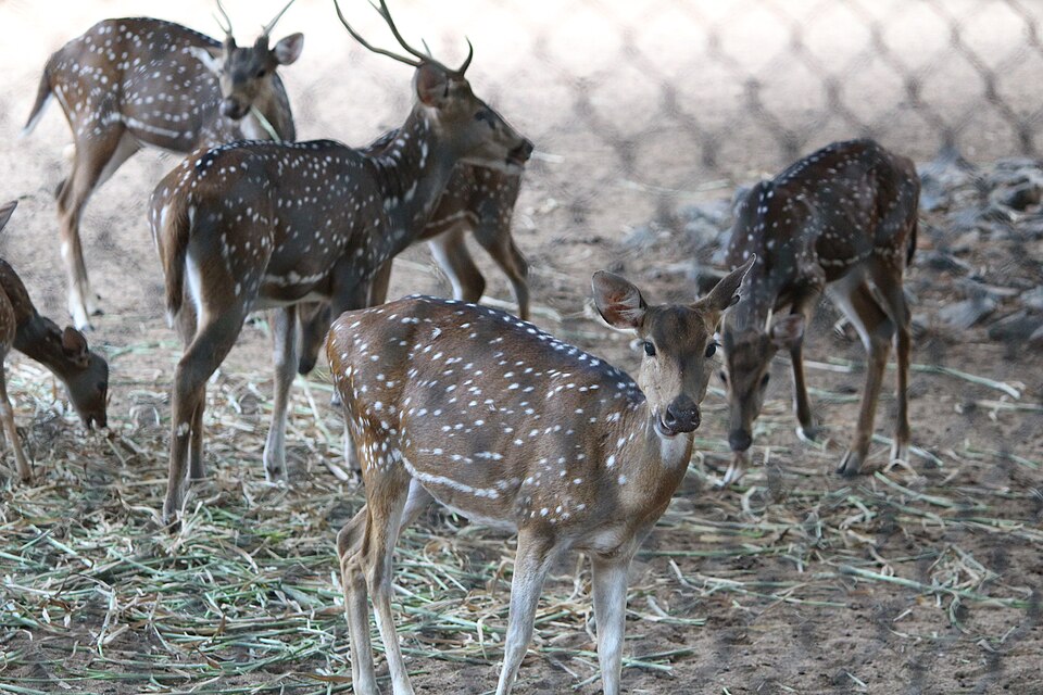 Guindy National Park (Photo: Wikimedia Commons contributors, CC BY-SA 4.0)