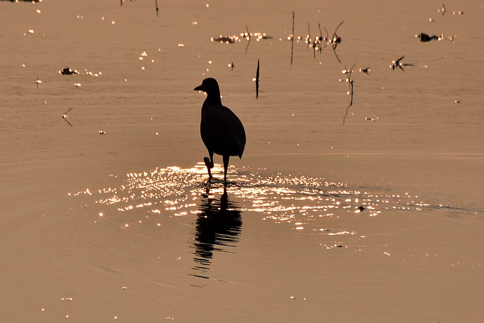 Vedanthangal Bird Sanctuary